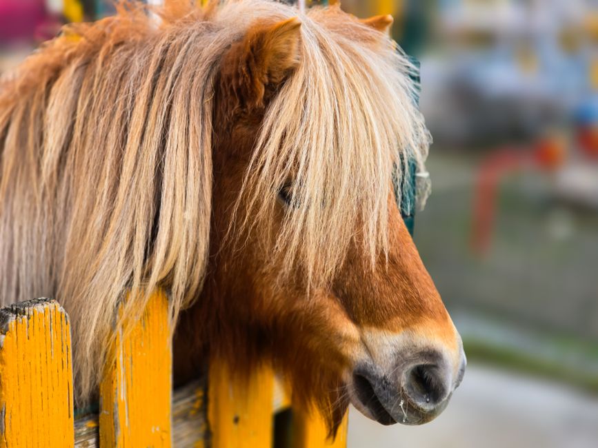 Shetlandský pony Ferda