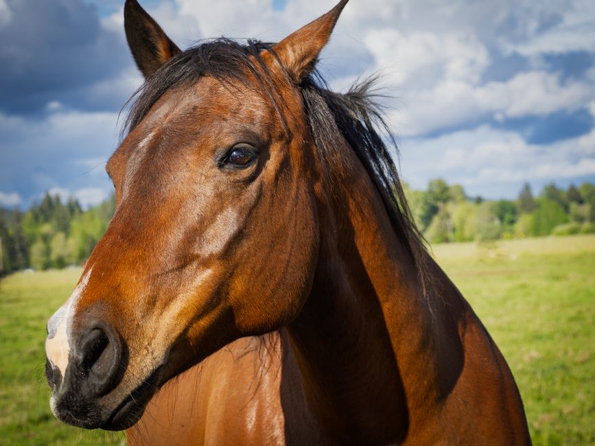 Max, Quarter horse